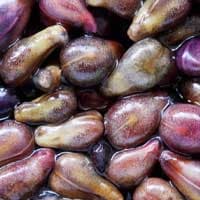 Grape Seed