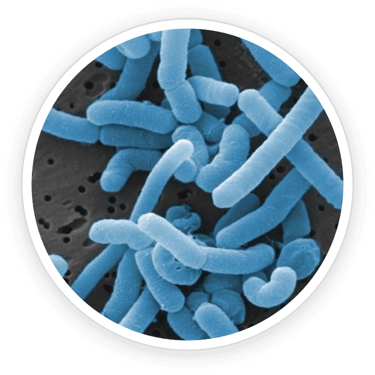 Lactobacillus Paracasei