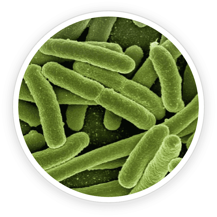 Lactobacillus Reuteri